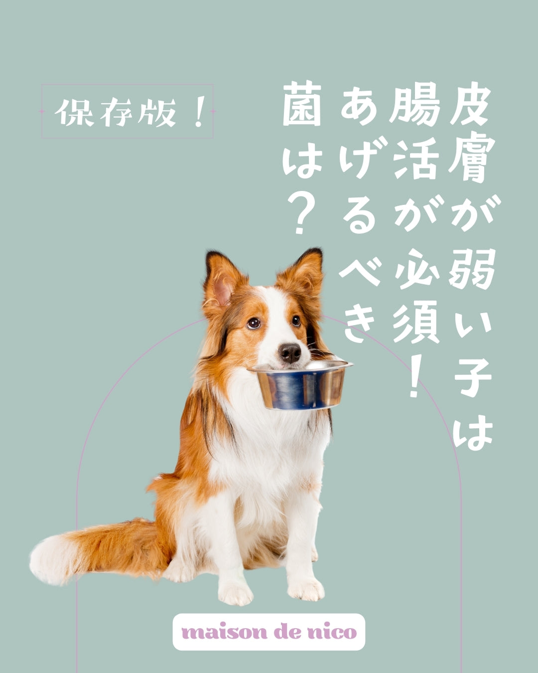 犬の腸活