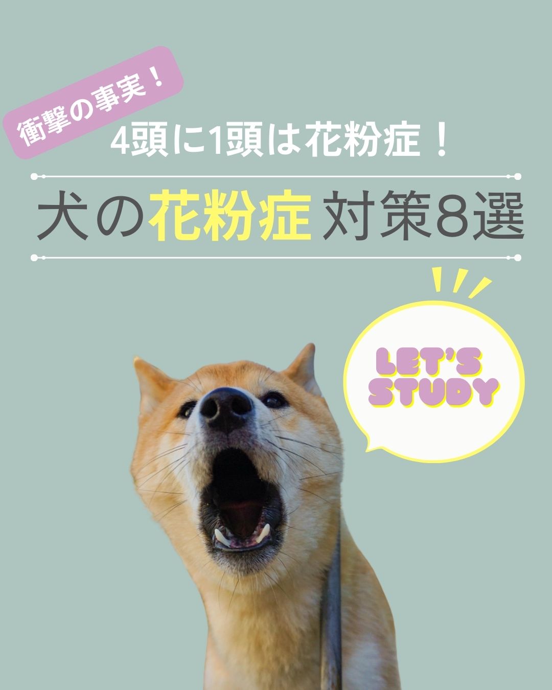 実は4頭に1頭が花粉症！　犬の花粉症対策８選