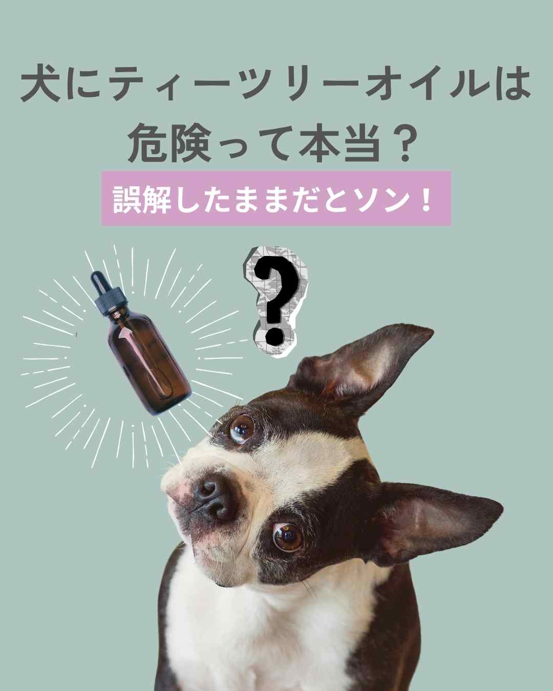 犬にティーツリーは危険って本当？　誤解したままだとソン