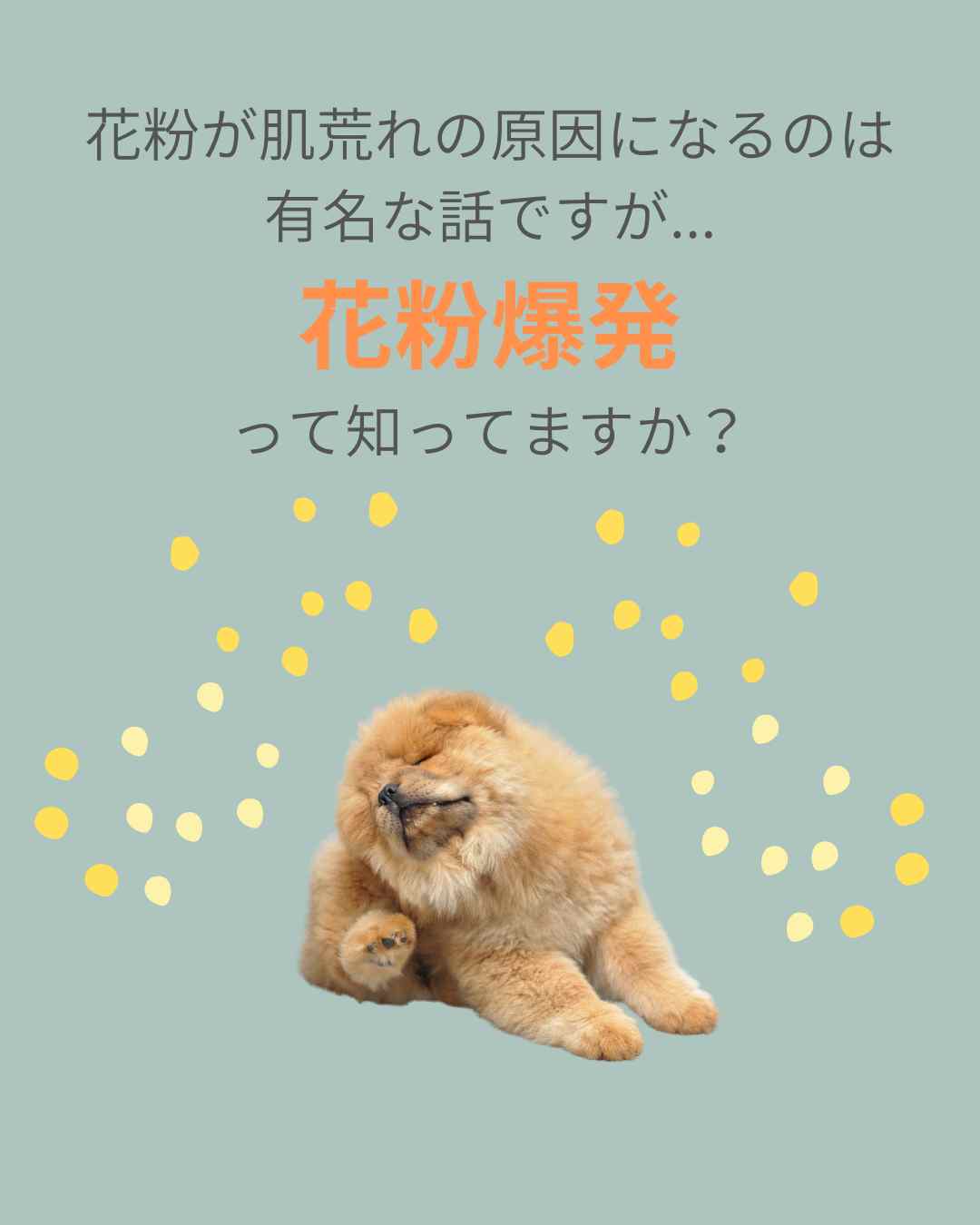 ただの花粉が凶暴化！ 愛犬の肌がピンチになる 花粉爆発を知っていますか？