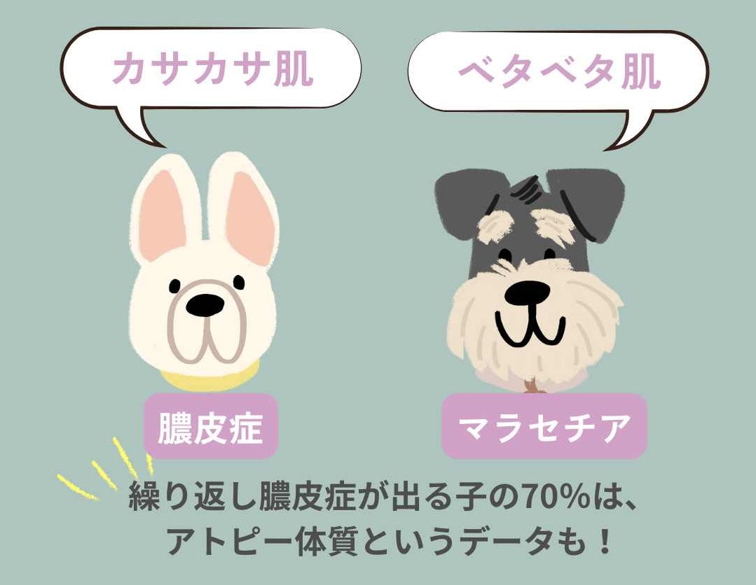 実は同じ原因！膿皮症もマラセチアも【保湿】が解決のカギ！