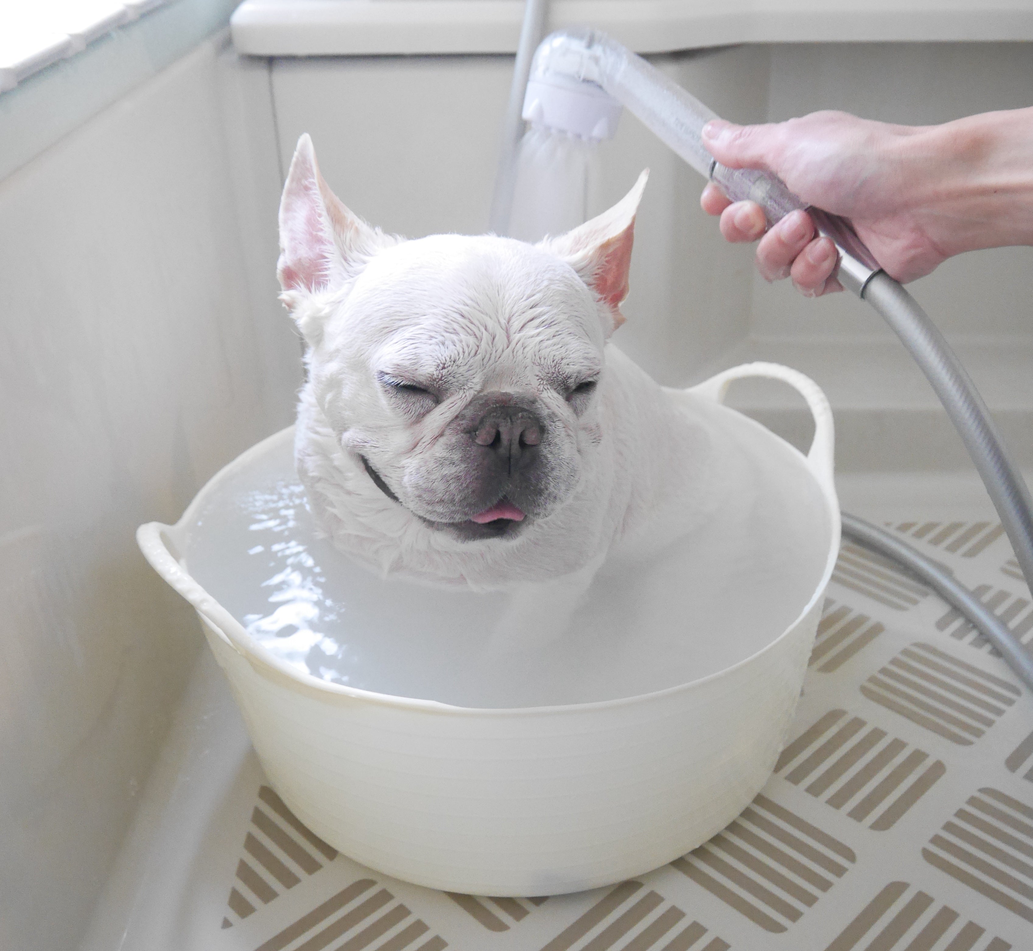 犬 の シャンプー は ストア 何 日 おき