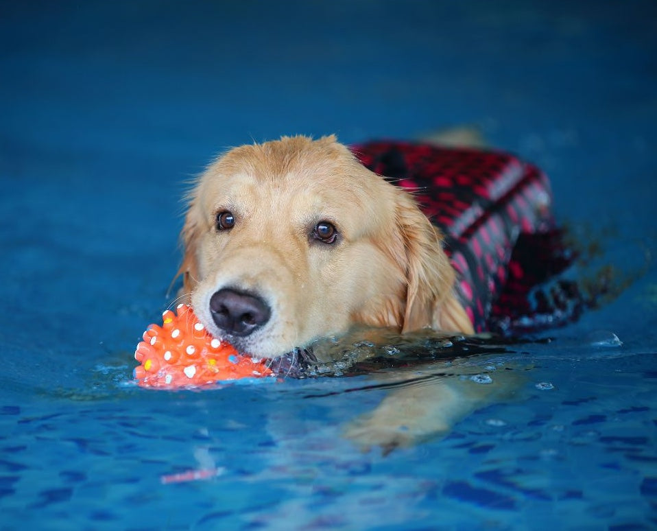 泳ぐ犬