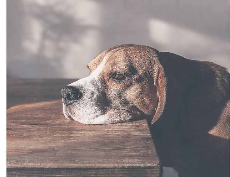 犬だって心のバランスを崩すんです