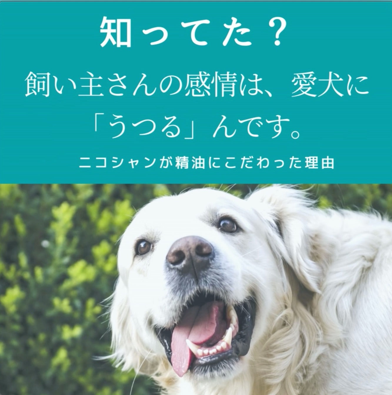 知ってた？　飼い主さんの感情は、愛犬に「うつる」んです